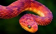 Image result for Rarest Snake