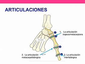 Image result for Add De Pulgar