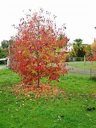 Image result for Pyrus communis Notre Dame