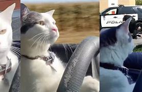 Image result for Cat Car Meme