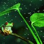 Image result for Cute Real Frog
