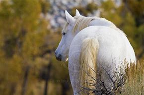 Image result for white mustang horse