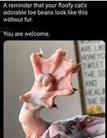 Image result for Cat Toes Meme