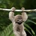 Image result for Baby Sloth HD