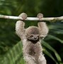 Image result for cute baby sloth