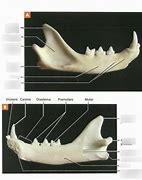 Image result for Cat Jawbone