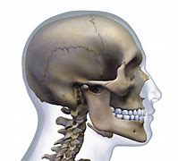 Image result for Male Skull