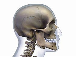 Image result for White Human Skull
