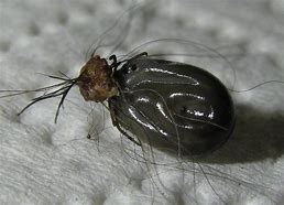 Image result for Bloated Tick