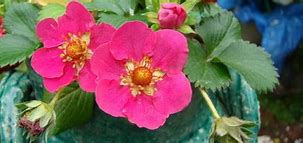 Image result for Fragaria x ananassa Mariguette