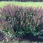 Image result for Salvia nemorosa Senior