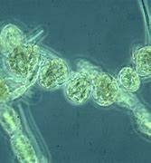 Image result for Cyanobacteria