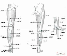 Image result for Leg Pressure Points