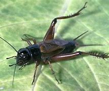 Image result for Cricket Insect Chirp