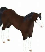 Image result for Arabian Horse Farms