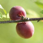 Image result for Opata Cherry Plum