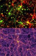 Image result for Cells Look Like Galaxies