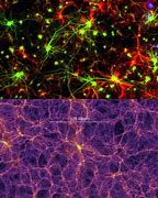Image result for Brain Looks Like Universe
