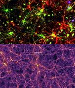 Image result for Brain Cell Universe Poster