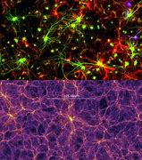 Image result for Fractal Universe Brain