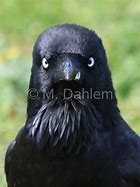 Image result for Raven Front View