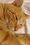 Image result for Yellow and Orange Tabby Cat