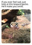 Image result for Leopard Gecko Memes