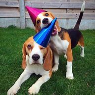 Image result for Happy New Year Beagle