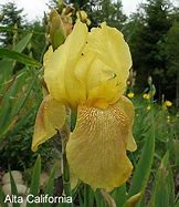 Image result for Alta and Iris