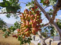 Image result for Pistachio Red Shell