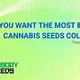 Image result for Most Expensive Seeds in the World