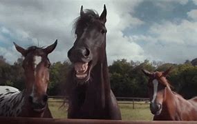 Image result for Best Horse GIF