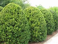 Image result for Taxus media Hicksii
