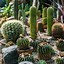 Image result for Landscaping Cactus Designed