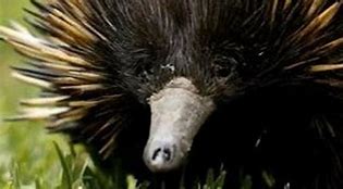 Image result for Echidna Tongue