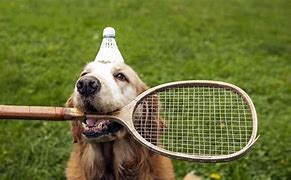 Image result for Badminton Cute