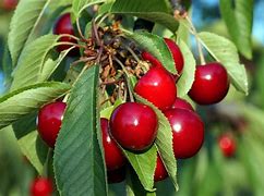 Bildergebnis für Prunus avium Sunburst