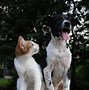 Image result for Cat and Dog Snuggling