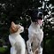 Image result for Fancy Cats and Dogs