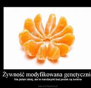 Image result for co_to_znaczy_Żywność_modyfikowana_genetycznie