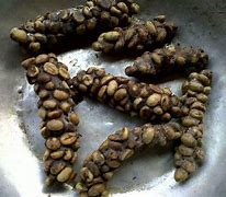 Image result for Most Famous Coffee Beans From Animal