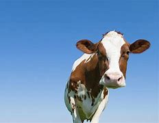 Image result for Cow Looking at Camera