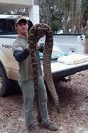 Image result for World's Largest Snake On Record