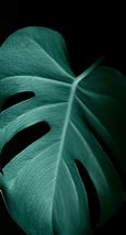 Image result for Forest Green iPhone