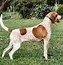 Image result for List of Small to Medium Dog Breeds