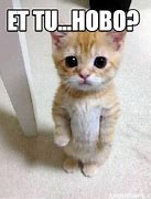 Image result for Hobo Cat Meme