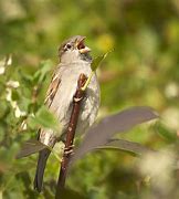 Image result for Chirp Animal