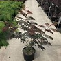 Albizia julibrissin Eveys Pride に対する画像結果