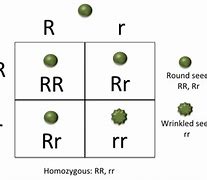 Image result for Homozygote