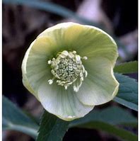 Résultat d’images pour Helleborus bocconei